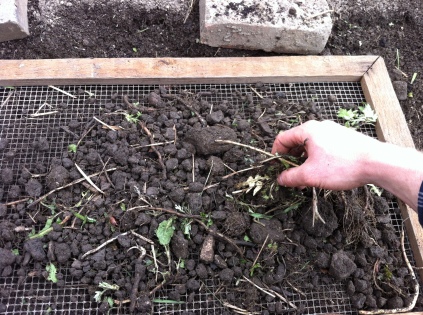 Sieving the raked up debris from the patch.  Make sure to break up soil clumps and pick out weeds for the compost.