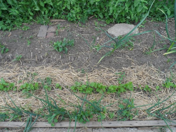 Onions, Parsnips, garlic, Peas and weeds....Tons of weeds.