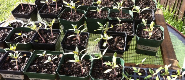 Tomato Seedlings!!
