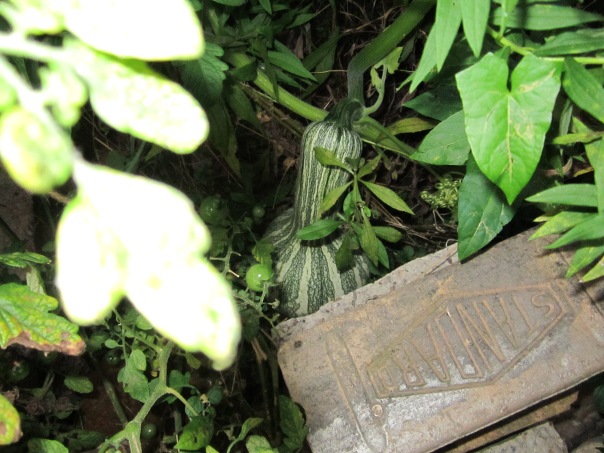 Winter squash growing in the weeds behind bricks used to hide it from the local groundhog.