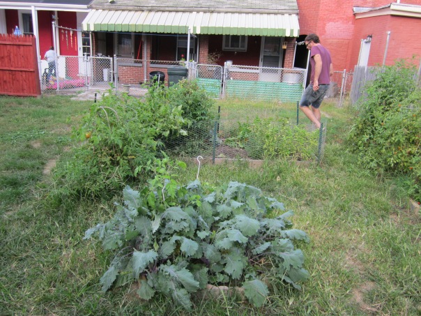 Part of the BCGG located behind Denise's house in 2011.  Note the Kale in the front.