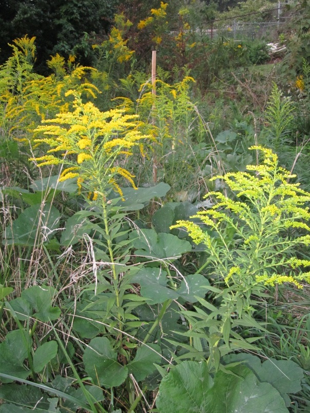 Pumpkin plant growing with the grass and goldenrod in a city lot.