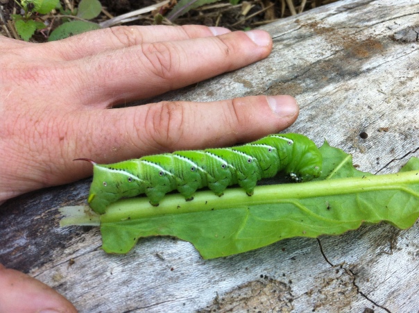 Tobacco Hornworm found eating the leaves of the tobacco plant.  Besides the aphids, the tobacco hornworm is a common pest for tobacco and other members of the Solanaceae family.